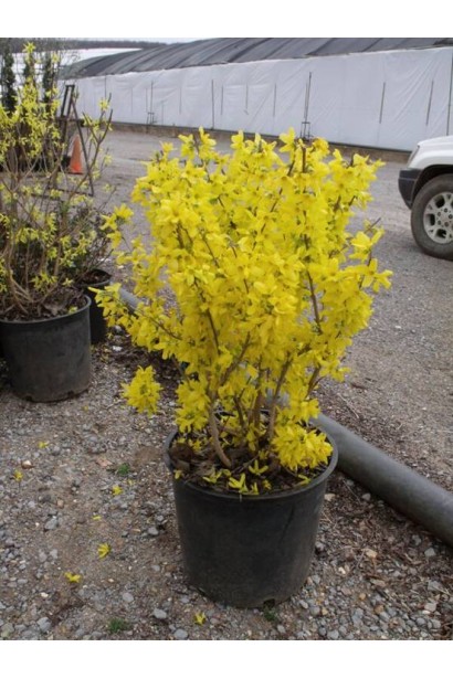 Forsythia intermedia Lynwood з розцвітаючими золотистими квітами.