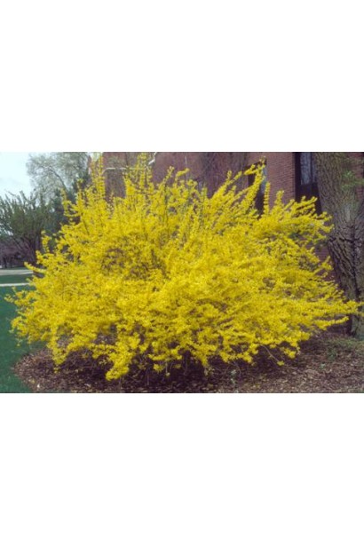 Кущ форзиції середньої Лінвуд з рясним весняним цвітінням.