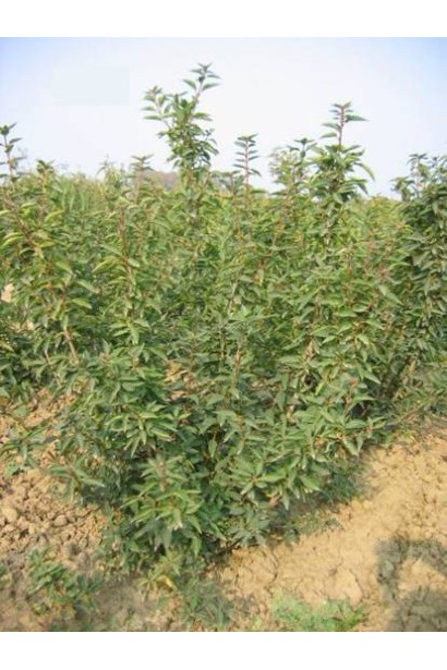 Форзиція середня Лінвуд в садовому центрі