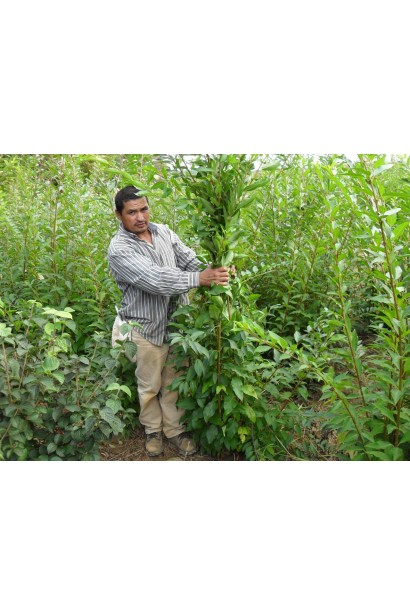 Форзиція середня Лінвуд