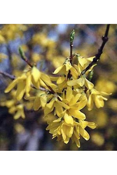 Крупний план: квітучі гілки форзиції середньої Лінвуд.