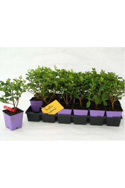 Саджанці Форзиція середня Лінвуд