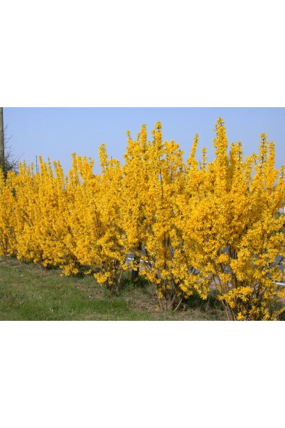 Форзиція Лінвуд в цвітінні з яскравими жовтими квітами.