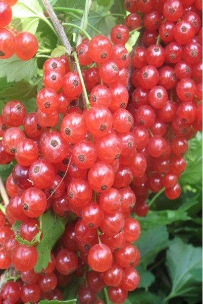 Смородина красная Каскад – кисти насыщенного цвета