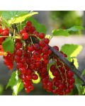 Смородина красная Каскад | Смородина червона Каскад | Ribes rubrum Kaskad