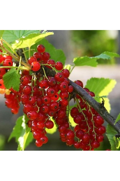 Смородина Каскад – сочные красные ягоды