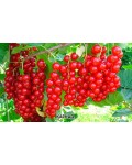 Смородина червона Каскад | Каскад Ribes rubrum Kaskad | Смородина красная Каскад
