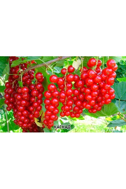 Смородина Каскад – куст с обильными гроздями