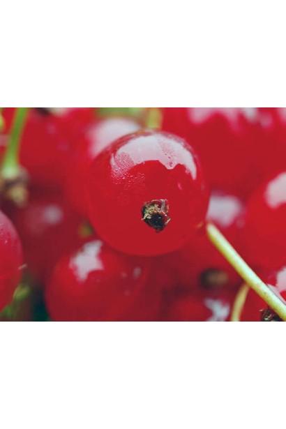 Смородина красная Каскад 