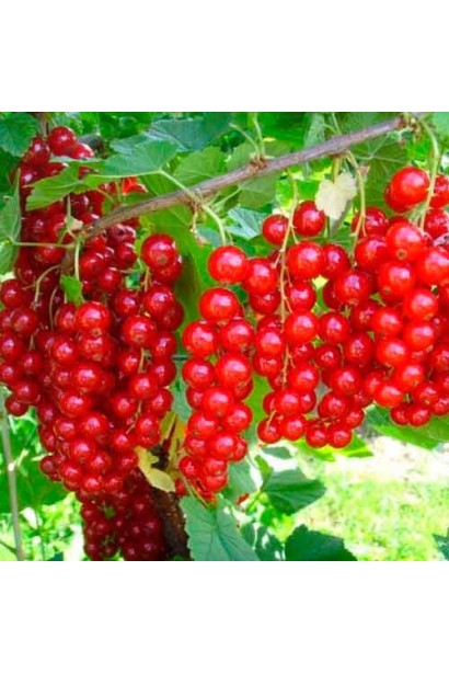 Смородина красная Каскад – сладкий летний урожай