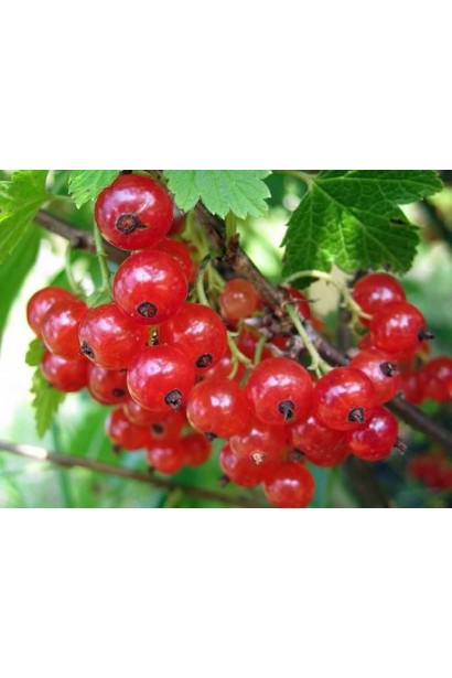 Ribes rubrum Kaskad – классика среди красных сортов