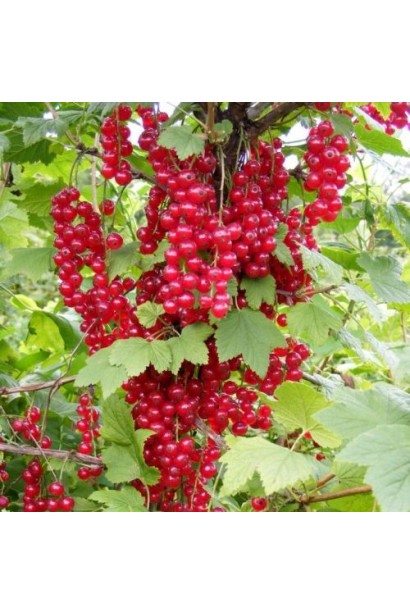 Ribes rubrum Kaskad – декоративный ягодный куст