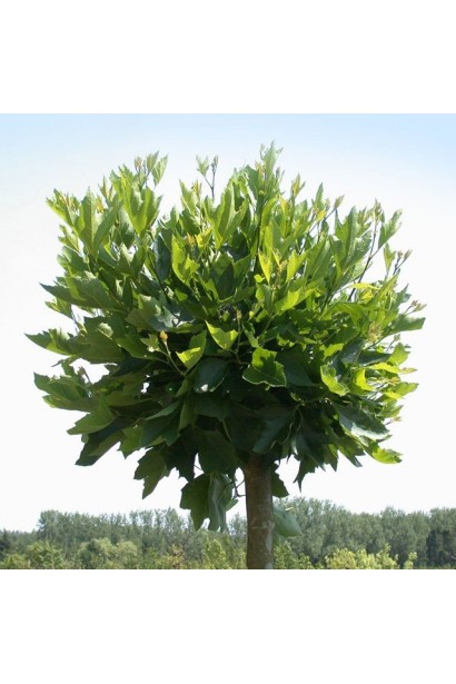 Пишна крона платана Альпенс Глоб гармонійно виглядає в саду.