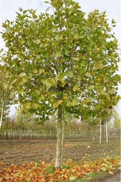 Платан Альпенс Глоб: компактна форма для міських та паркових зон.