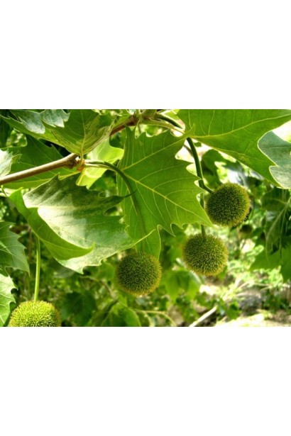 Листя платана Альпенс Глоб восени набуває теплих жовтих відтінків.