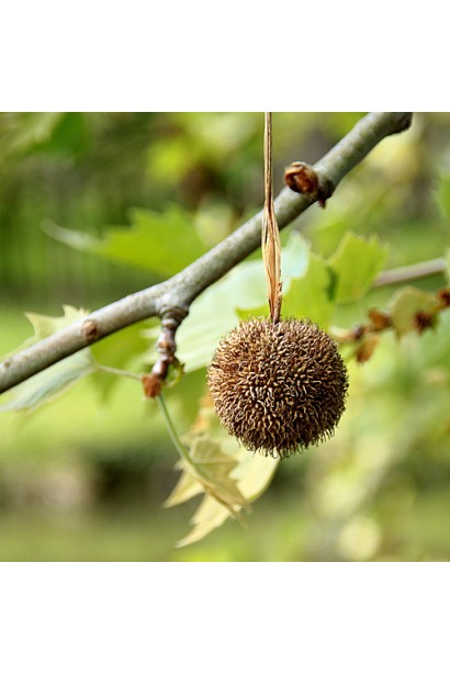 Платан іспанський Альпенс Глоб (ШТАМБ)