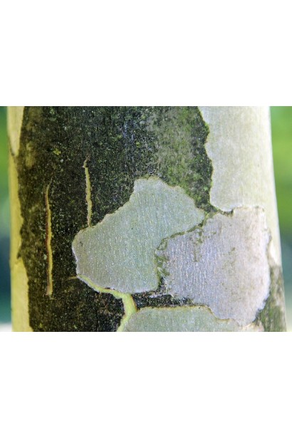 Стовбур платана Альпенс Глоб зі світлою корою додає декоративності.