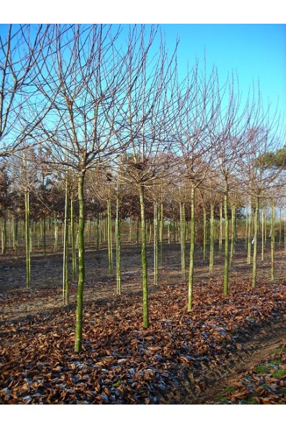 Саджанці платана доступні у садових центрах для миттєвого озеленення.
