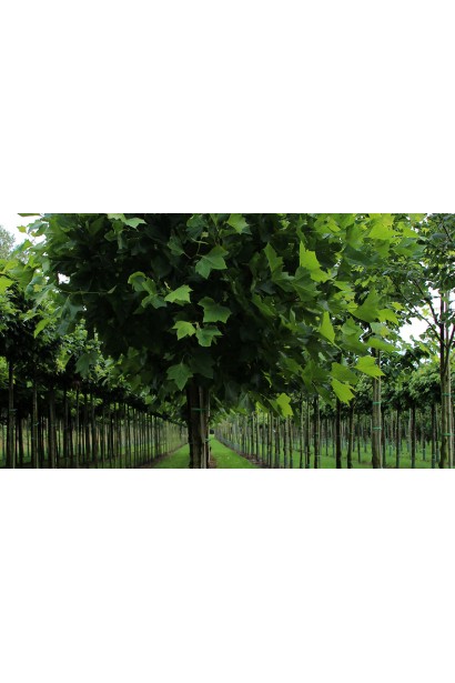 Платан Альпенс Глоб прикрашає ландшафт у класичному та сучасному стилі.