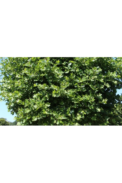 Платан іспанський Альпенс Глоб (ШТАМБ)