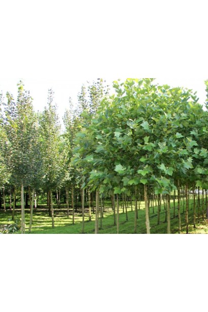 Platanus hispanica Alphens Globe (SHTAMB)