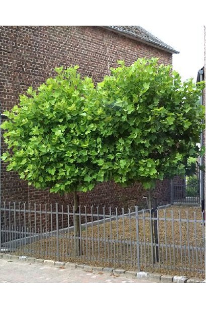 Платан іспанський Альпенс Глоб: штамбове дерево для декоративних цілей.