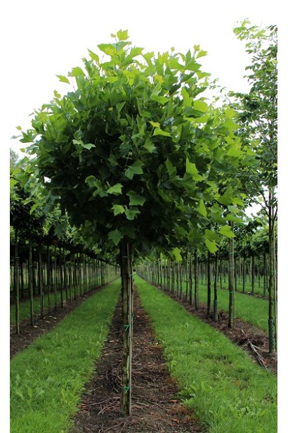 Саджанець платана Альпенс Глоб із міцним штамбом і пишною кроною.