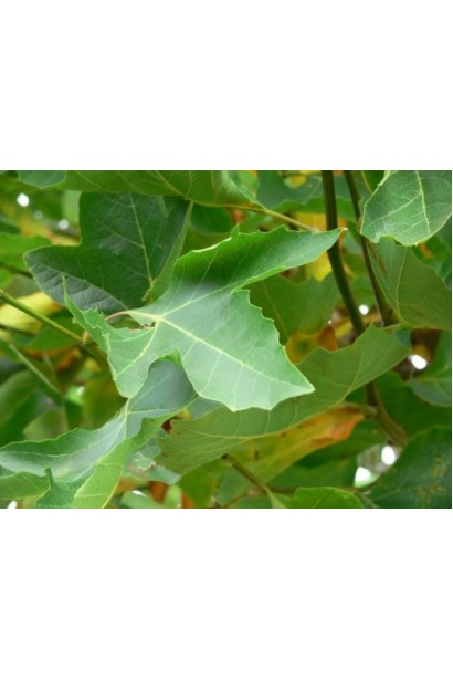 Листя платана Альпенс Глоб