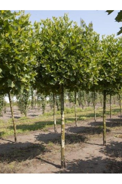 Штамбові дерева Альпенс Глоб ідеальні для створення зелених коридорів.