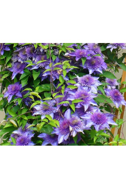 Ломиніс / Клематіс Мульті Блю