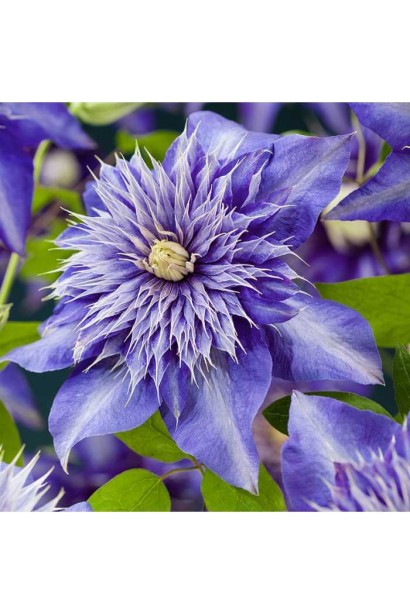 Ломиніс Мульті Блю махрова квітка