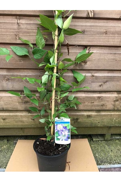 Ломиніс / Клематіс Мульті Блю в контейнері 3 л