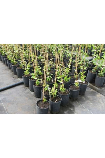 Ломиніс Мульті Блю саджанці в садовому центрі