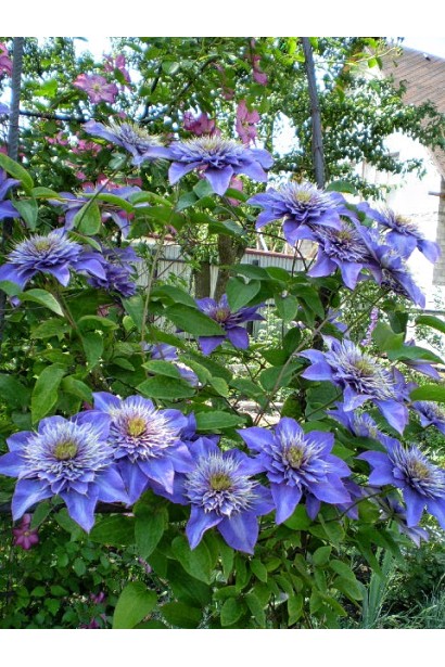Клематіс Мульті Блю синьо-фіолетові квіти