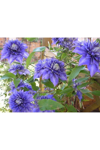 Ломиніс махвровий Мульті Блю