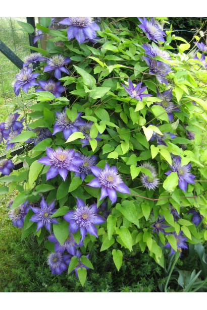 Ломиніс  Мульті Блю квітуча листопадна ліана