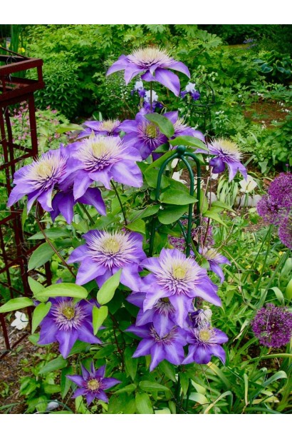 Clematis Multi Blue