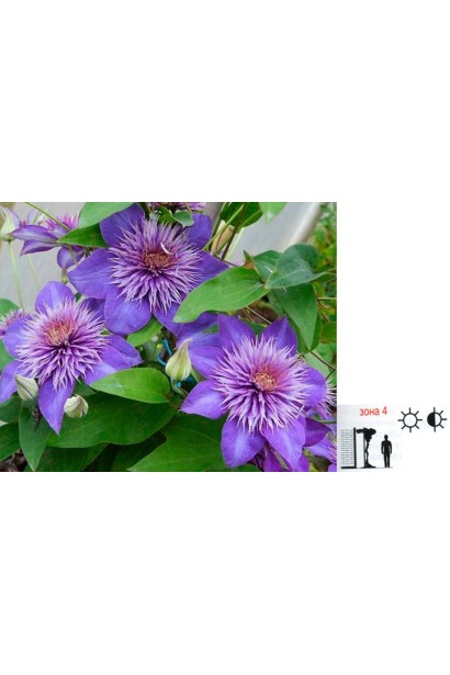 Клематіс Multi Blue