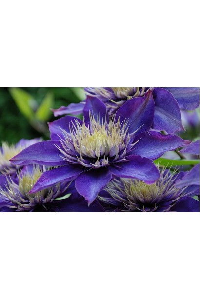 Розпускання квітки клематіса Мульті Блю