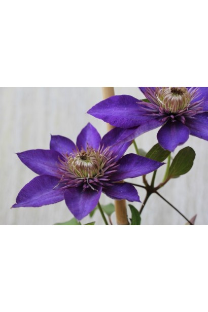 Клематіс фіолетовий Мульті Блю