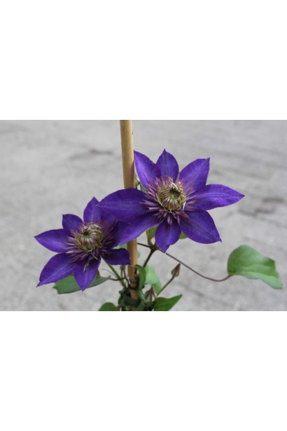 Ломиніс Multi Blue саджанець з бамбуковою опорою