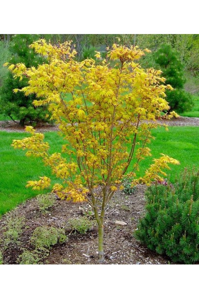 Клен Orange Dream в ландшафте