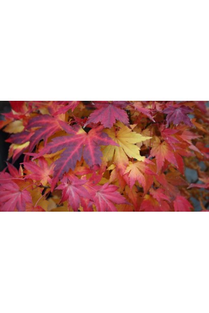 Клен Оранж Дрим осенняя красная окраска листьев