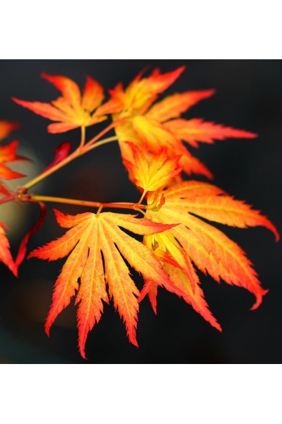 Клен японский Оранжевая мечта