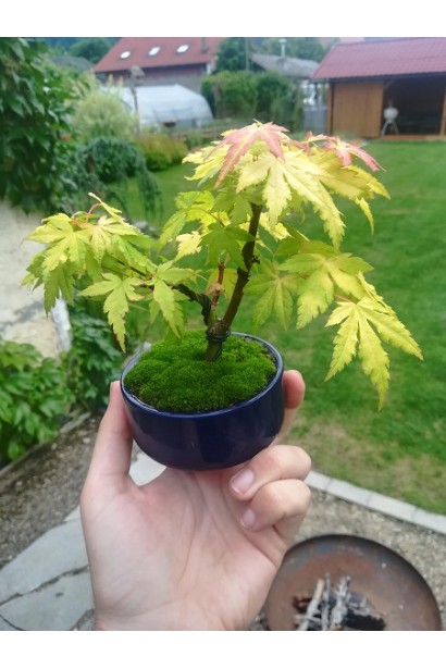 Клен Оранж Дрим бонсай