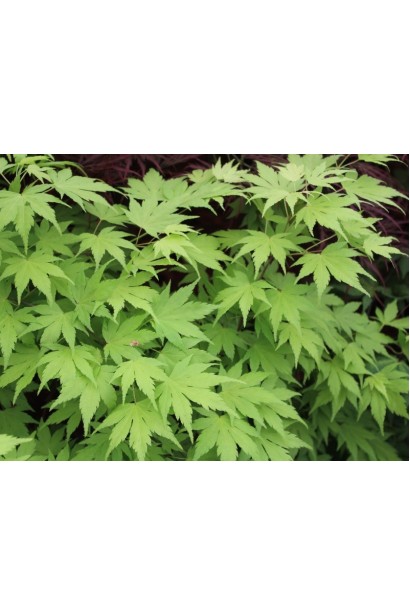 Клен веерный / пальмолистный Оранж Дрим