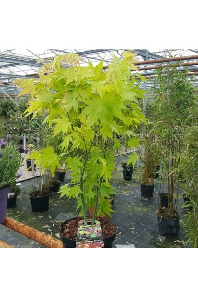 Клен Оранж Дрим саженец в горшке