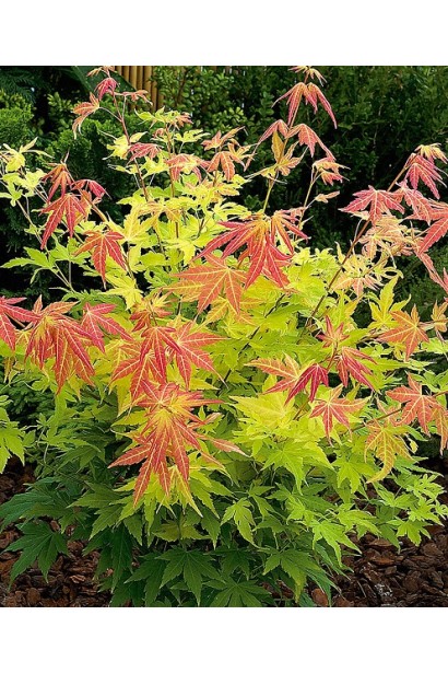 Клен пальмолистый Orange Dream