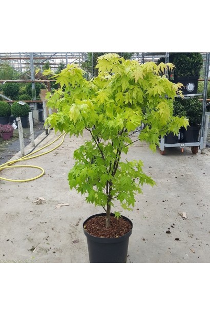 Клен дланевидный Оранж Дрим в контейнере