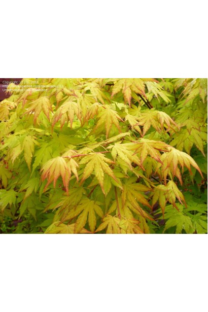 Клен Оранж Дрим желто-зеленые листья летом